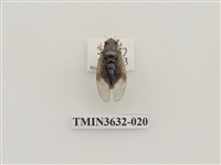 藏品(黑翅草蟬)的圖片